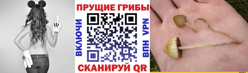 магазин наркотиков Улан-Удэ Галлюциногенные грибы прущие грибы